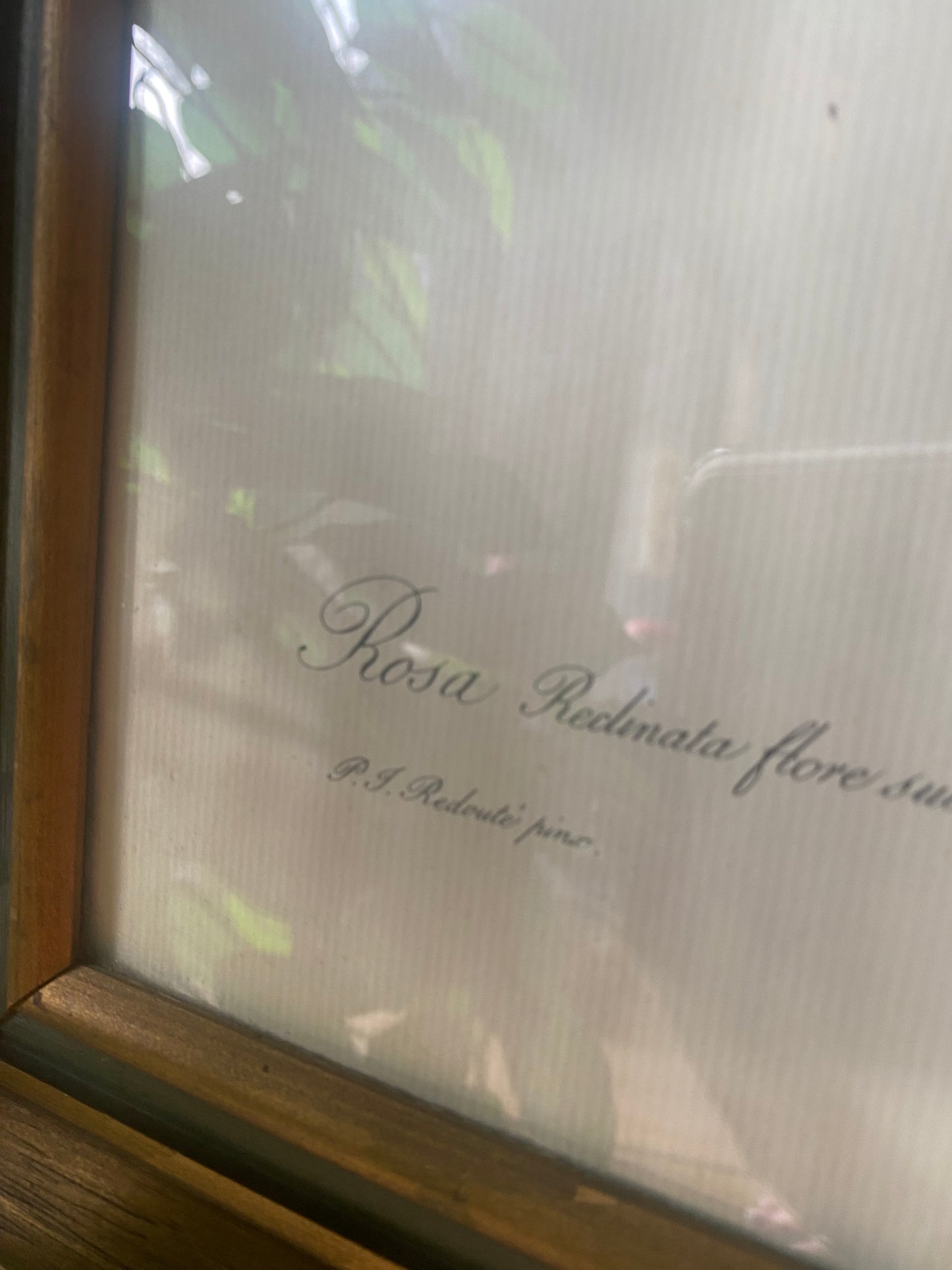 Botanical Rose Print After Pierre-Joseph Redouté