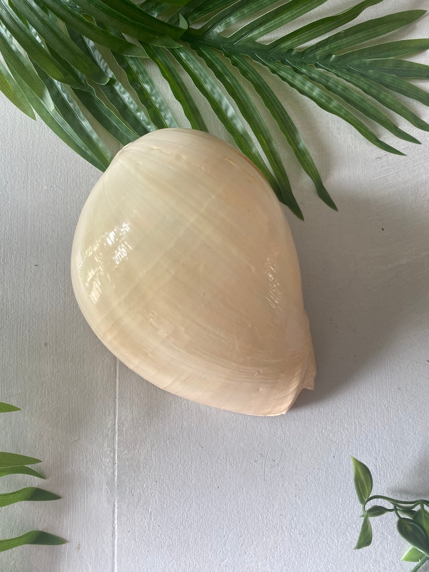 Conch melon shell ‘melo’