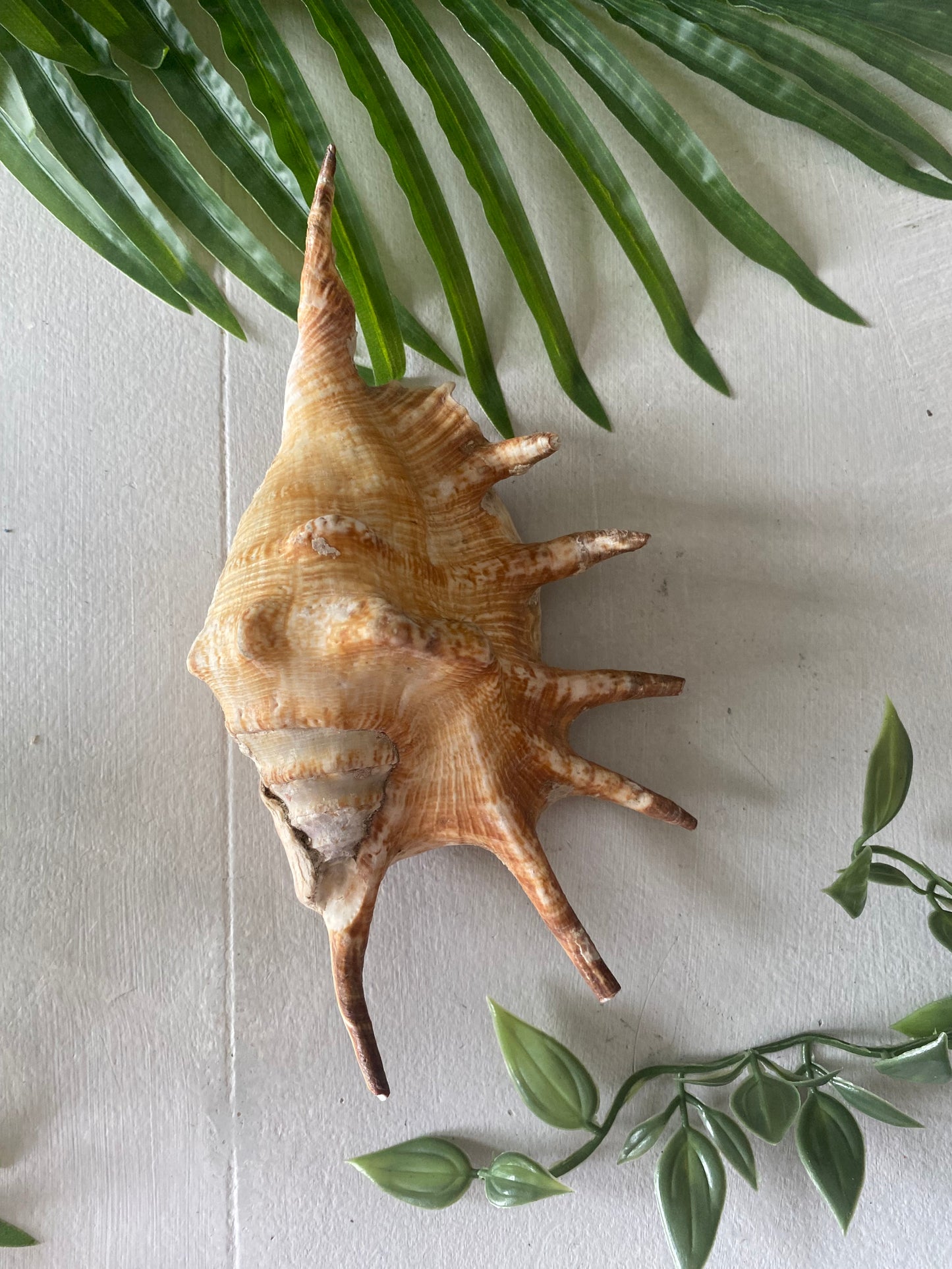 Conch spider lambis shell