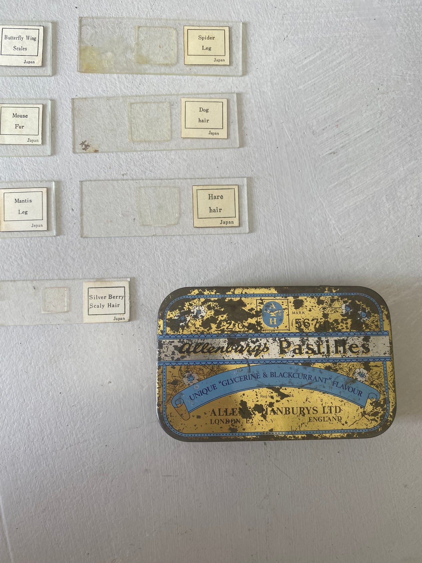 Vintage specimen microscope slides