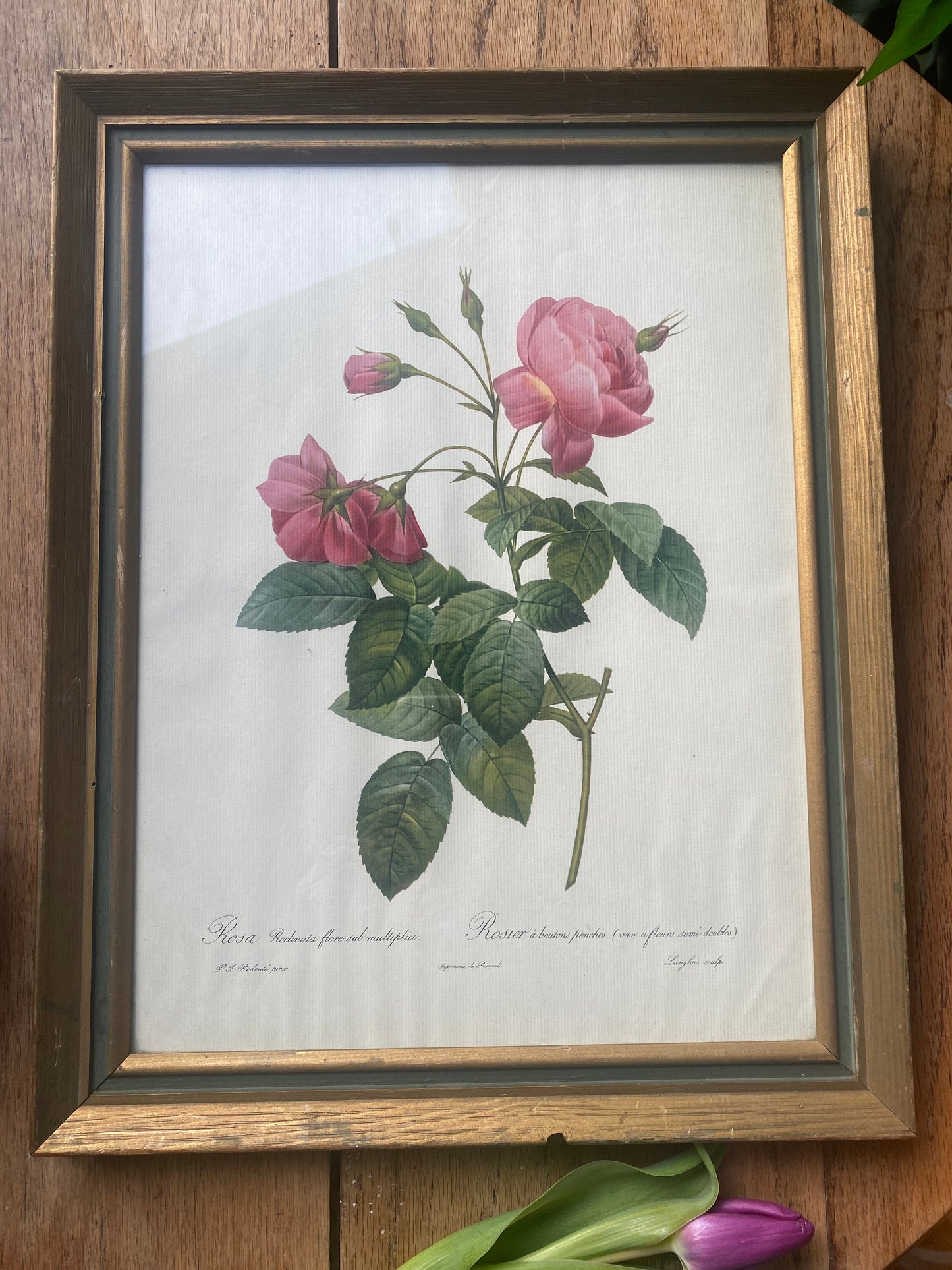 Botanical Rose Print After Pierre-Joseph Redouté