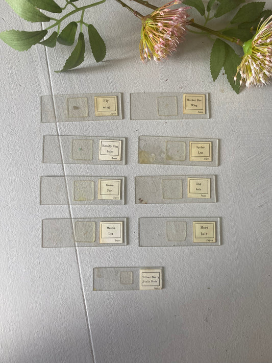 Vintage specimen microscope slides