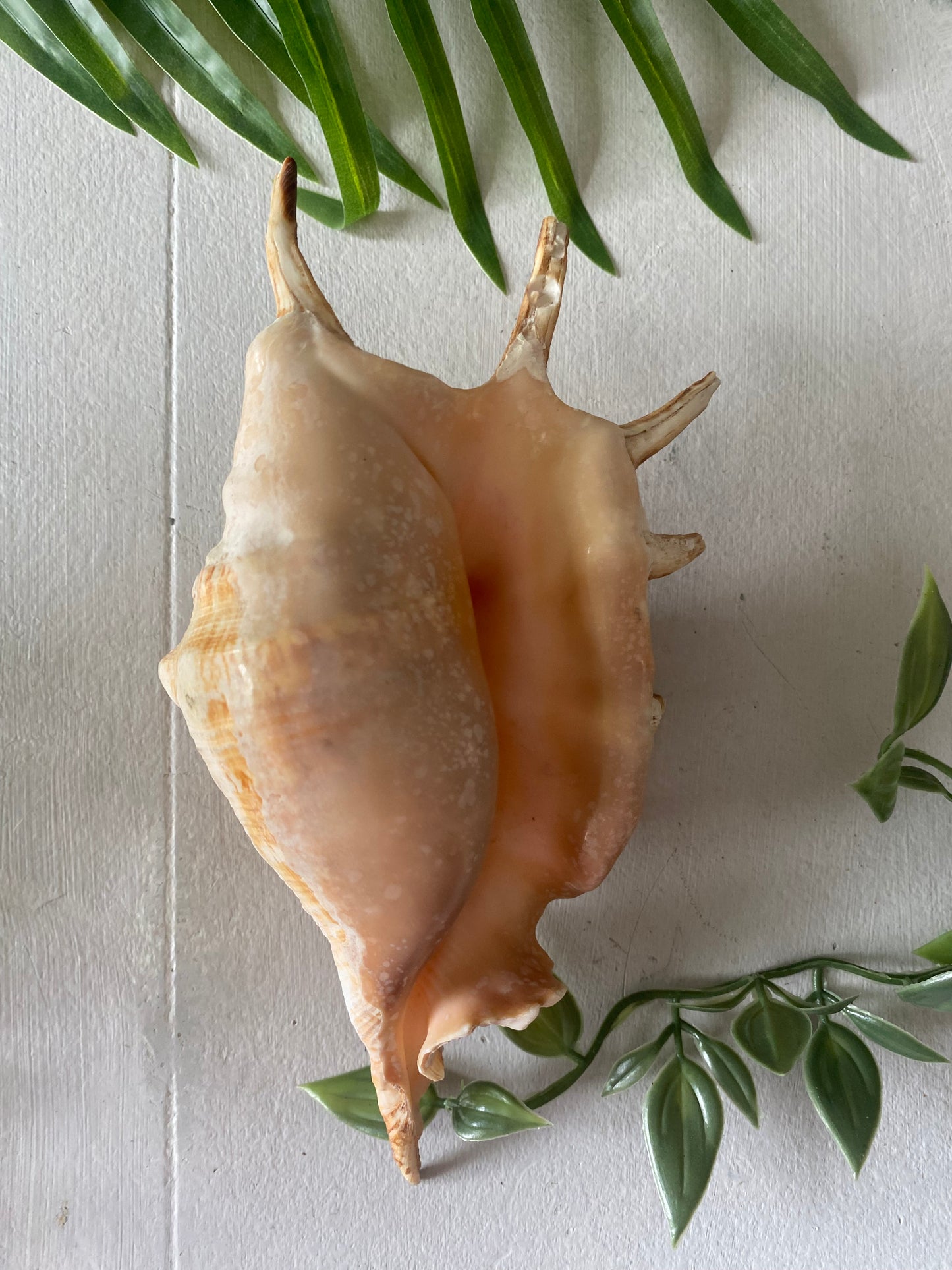 Conch spider lambis shell