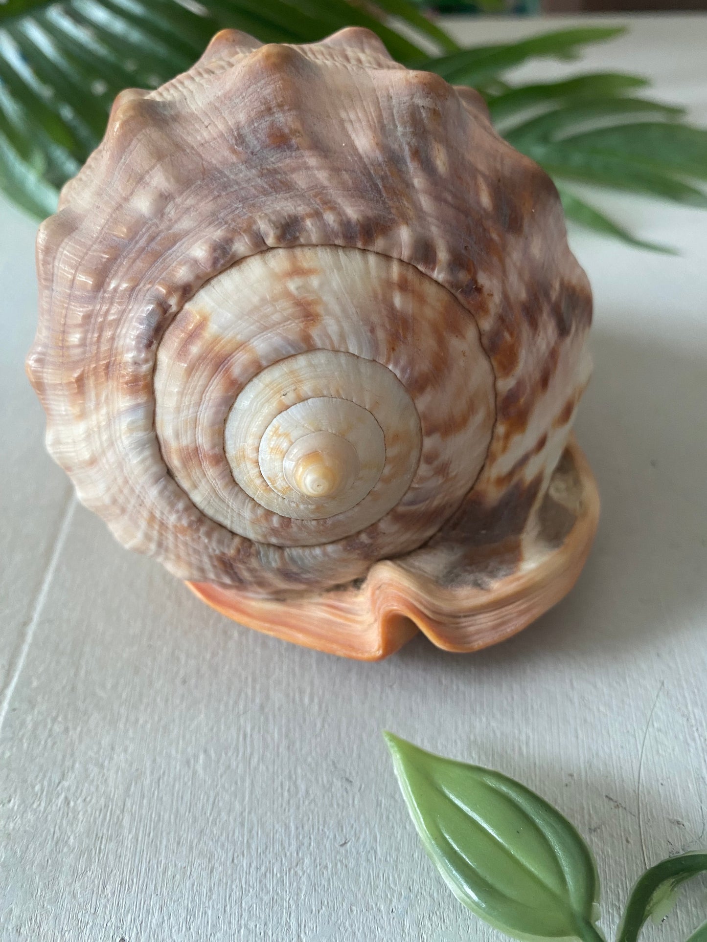 Shell cassis rufa cameo