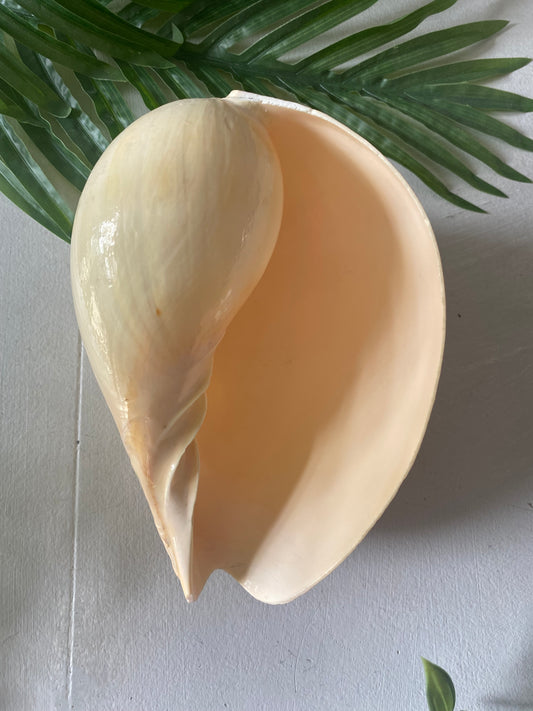 Conch melon shell ‘melo’