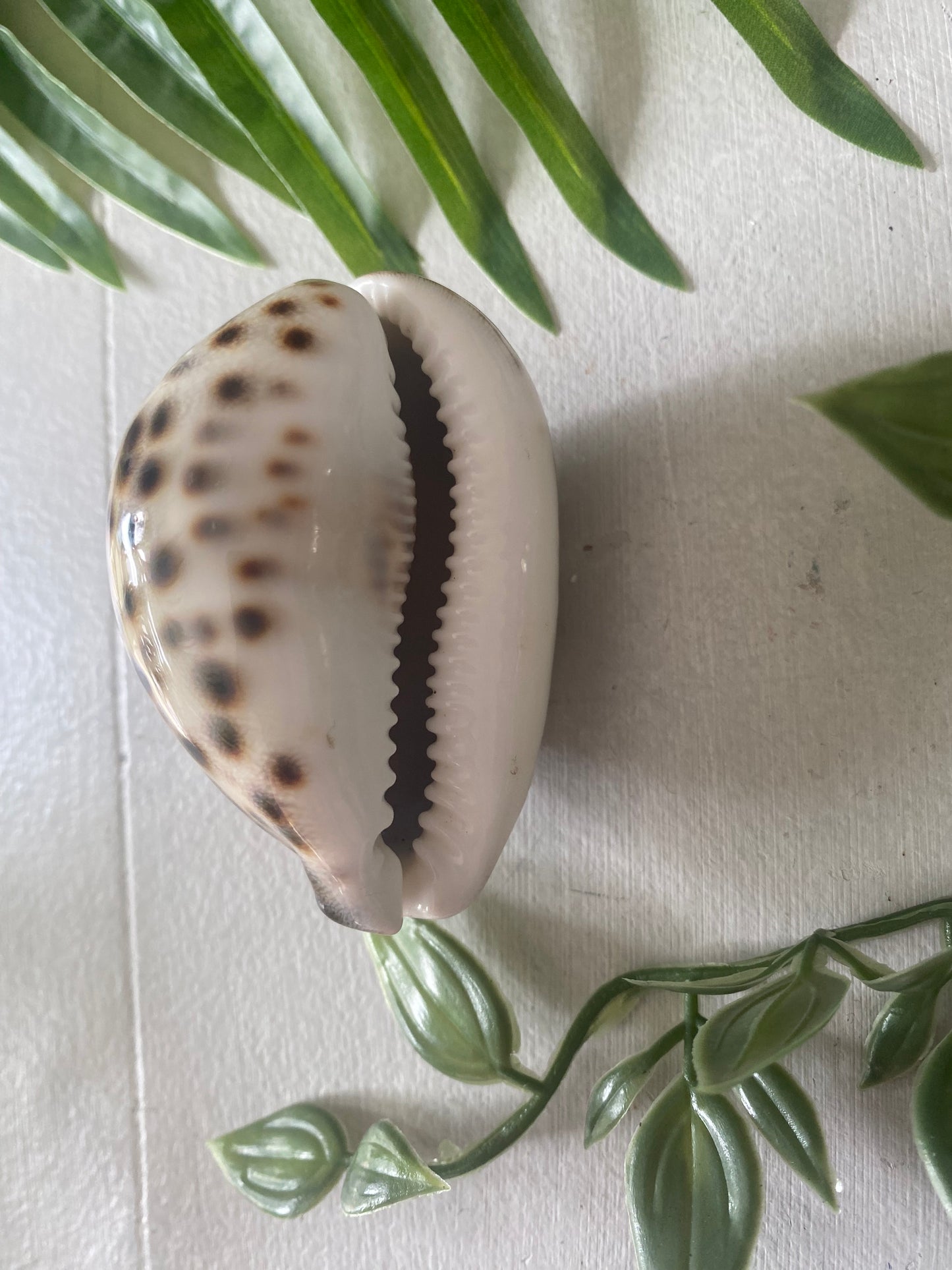 Conch cypraea Tigris