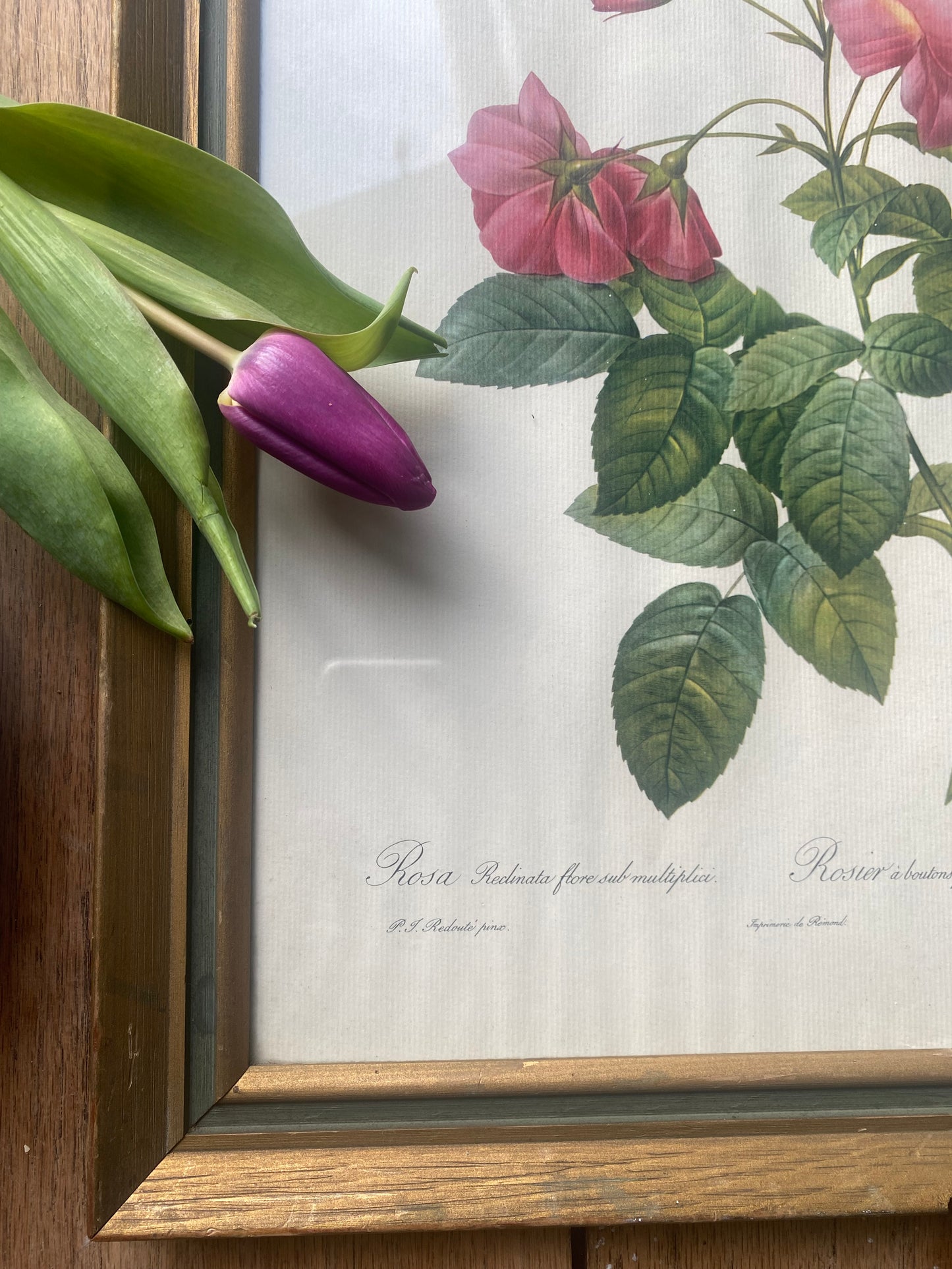 Botanical Rose Print After Pierre-Joseph Redouté