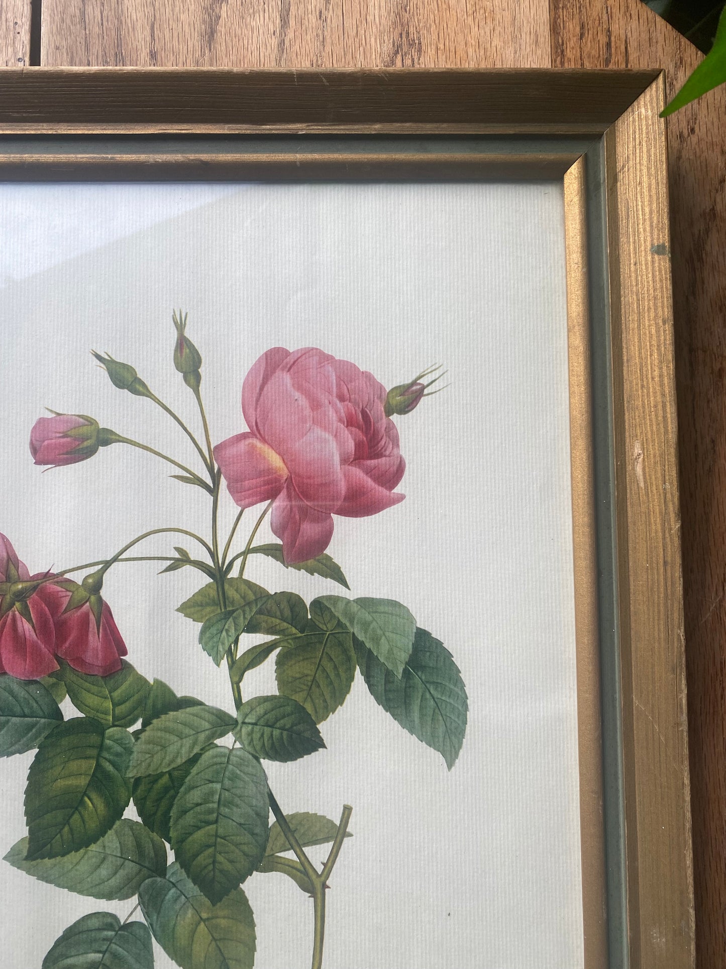 Botanical Rose Print After Pierre-Joseph Redouté