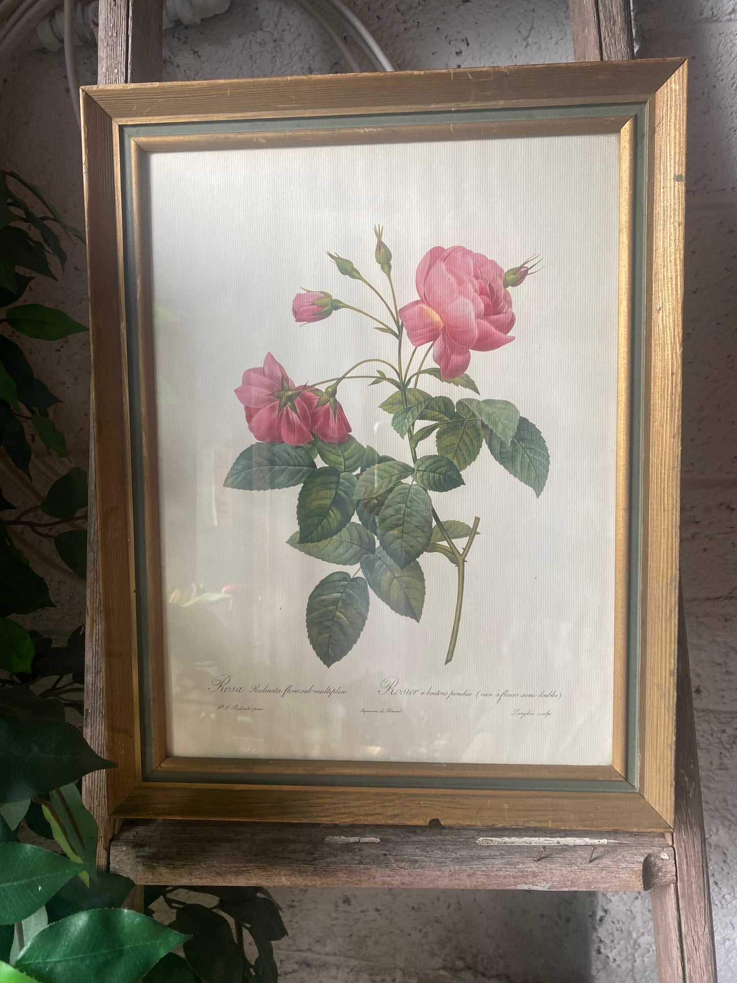 Botanical Rose Print After Pierre-Joseph Redouté