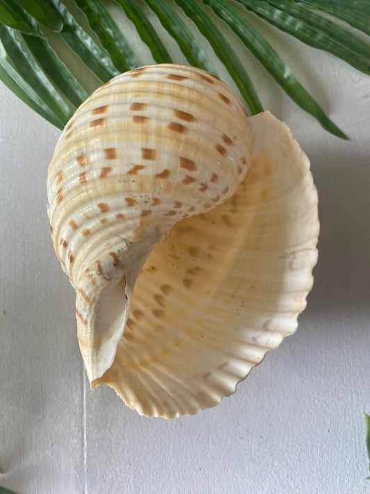 Conch speckled tun shell