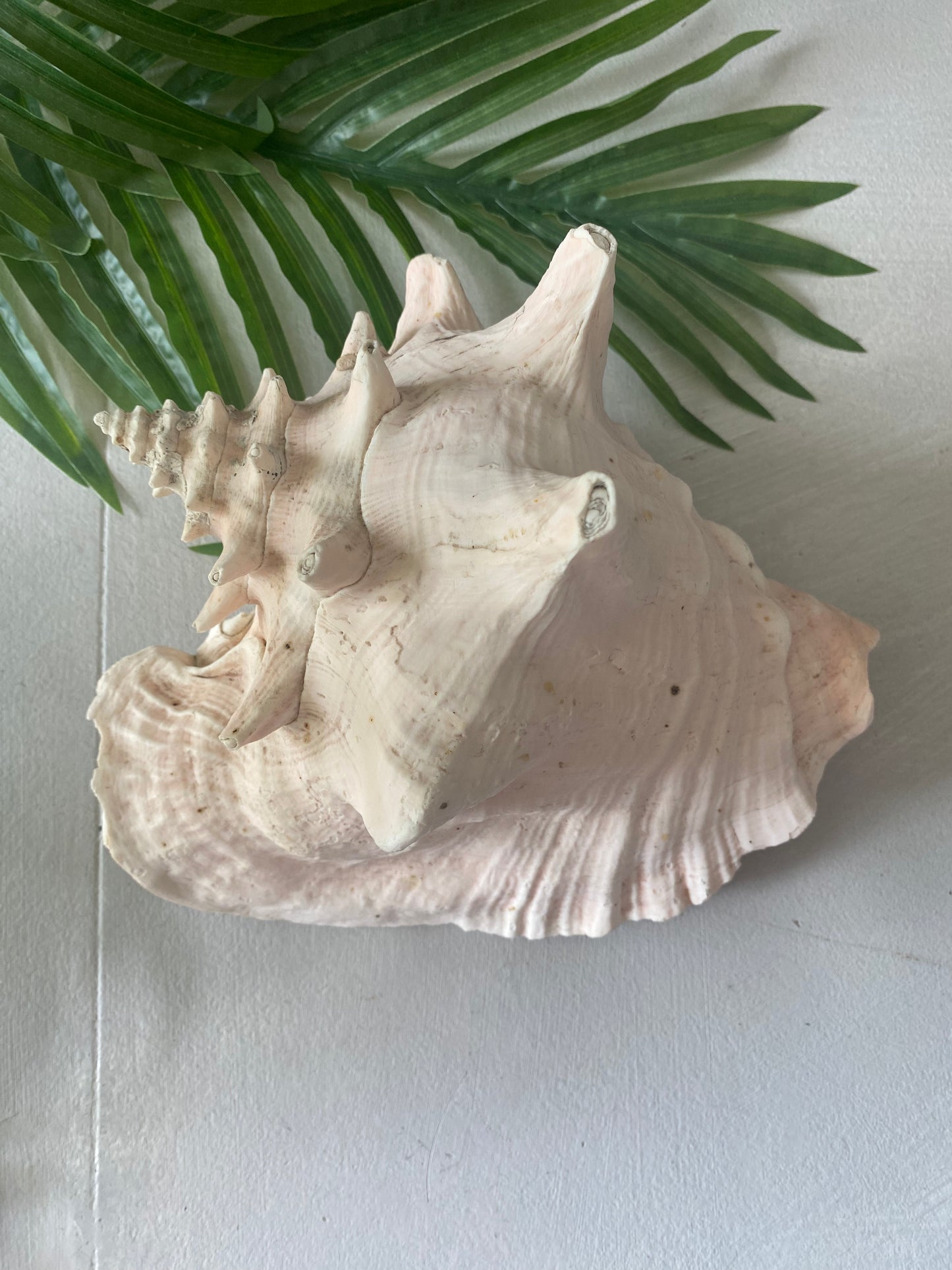 Conch natural shell extra large