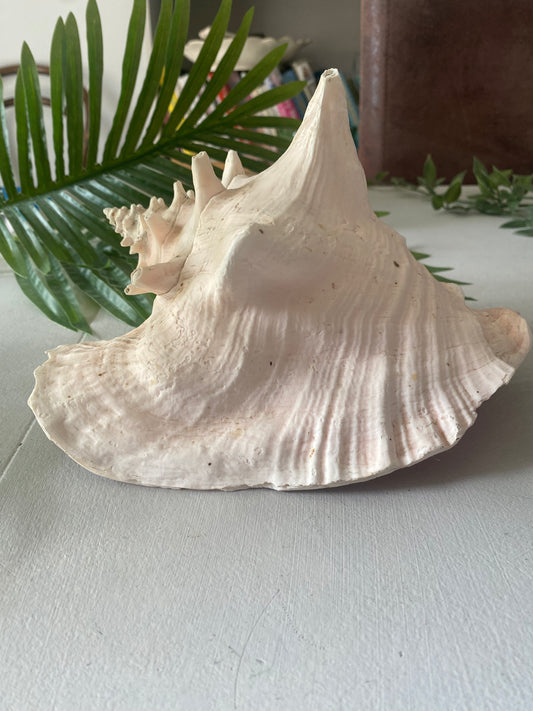 Conch natural shell extra large