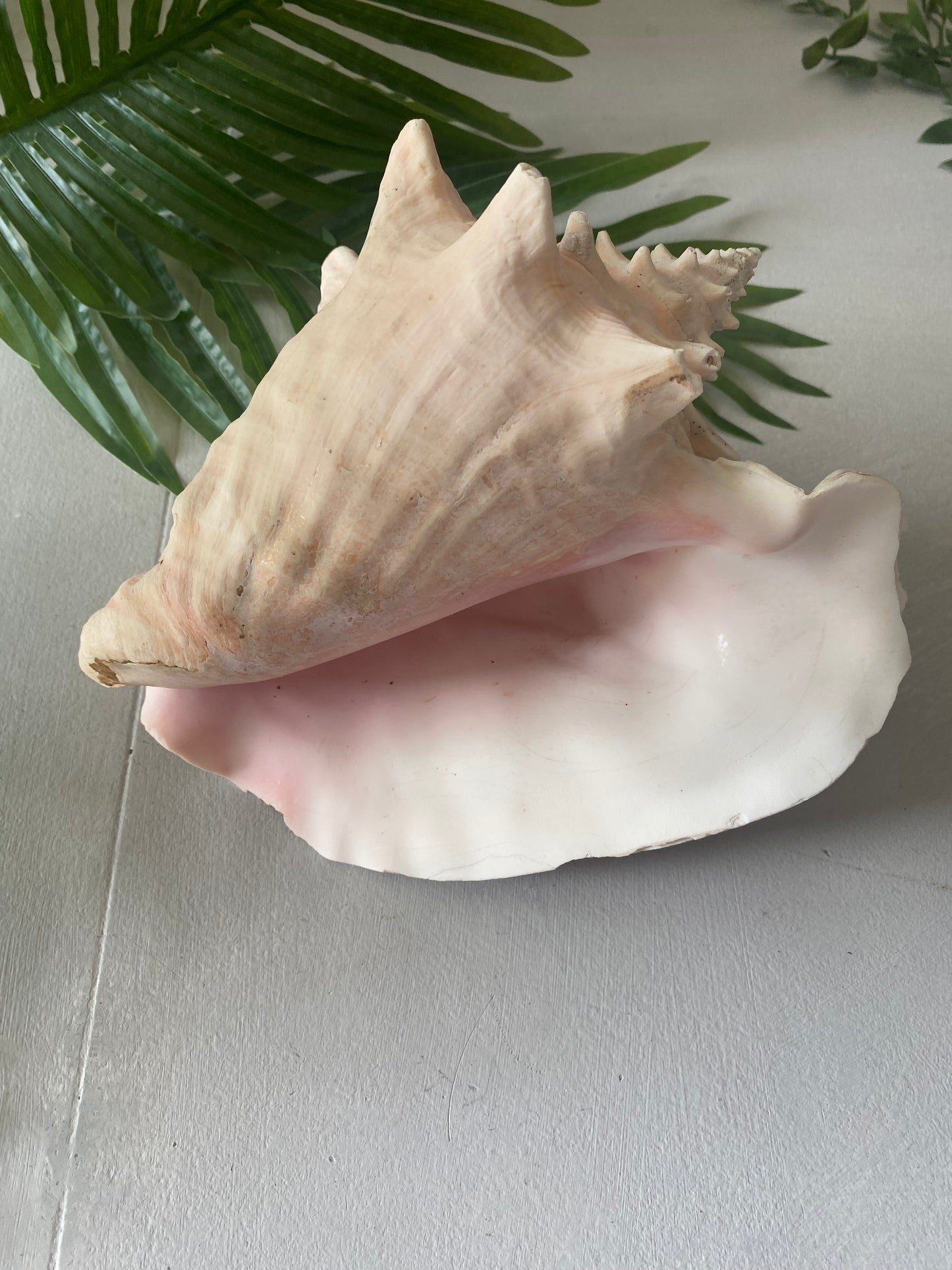 Conch natural shell extra large